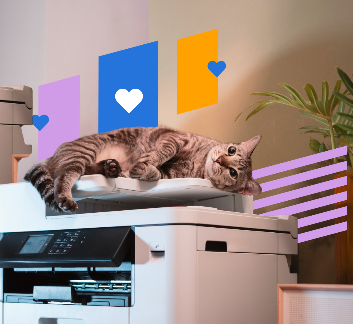House cat on fax machine