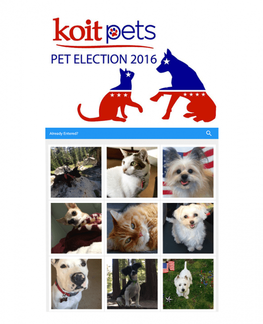 Pet Election Photo Contest