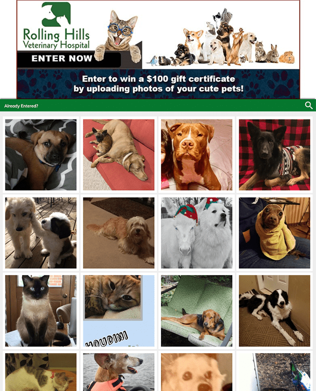 KMIZ Pet Photo Contest