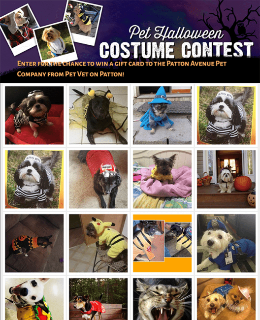 WLOS-TV pet costume contest