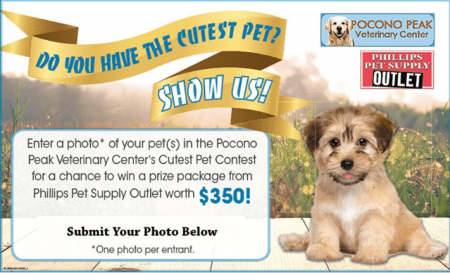 cutest pet photo contest